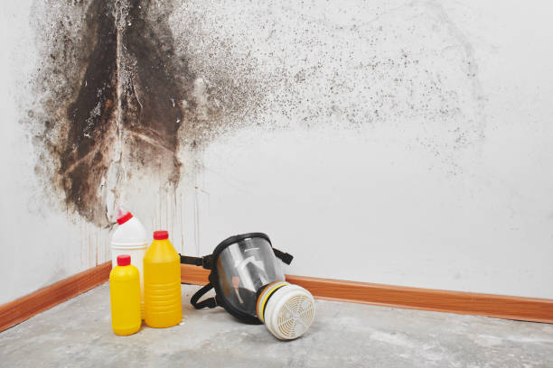 Best Fast Mold Removal  in Elim, PA