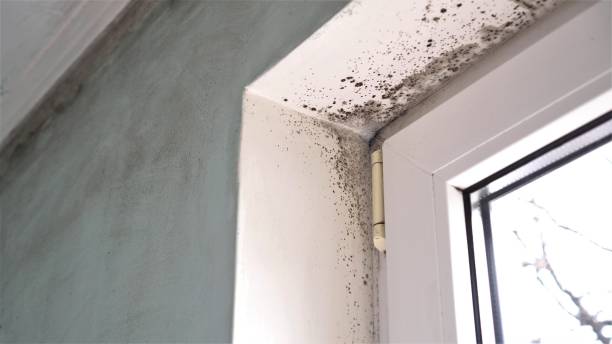 Best Attic Mold Removal  in Elim, PA