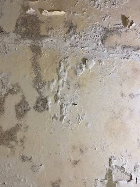 Best Fast Mold Removal  in Elim, PA