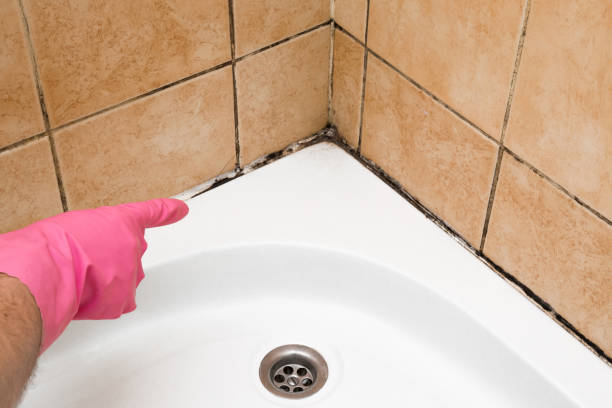 Best Emergency Mold Removal  in Elim, PA